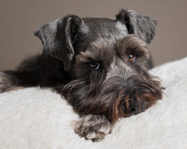 schwarz,Hund,Schnauzer,Regenschirm,Kanon,50mm