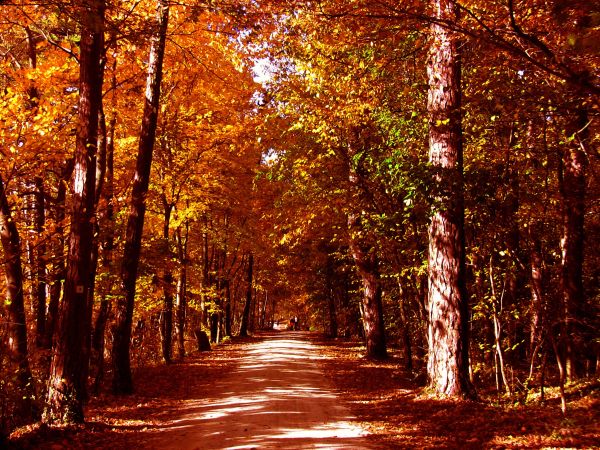 luz de sol, bosque, jardín, naturaleza, parque, rojo