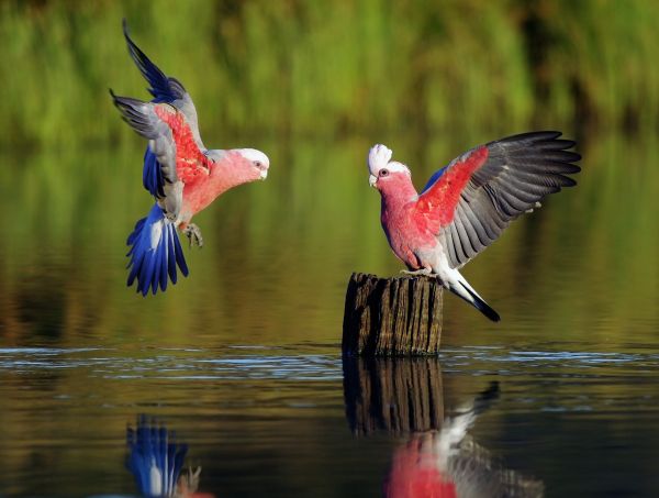 birds,feathers,parrots,sweep,color,river