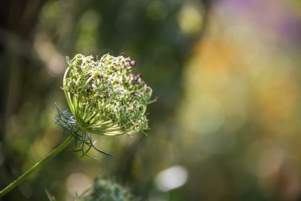 garden, nature, grass, branch, sunlight, photography