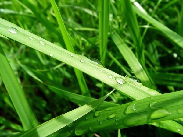 herbe,les plantes,gouttes d'eau,Macro,insecte,vert