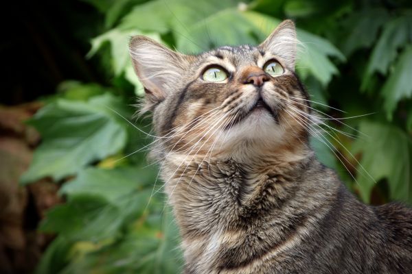 katt,gräs,polisonger,wild katt,fluffig,upp