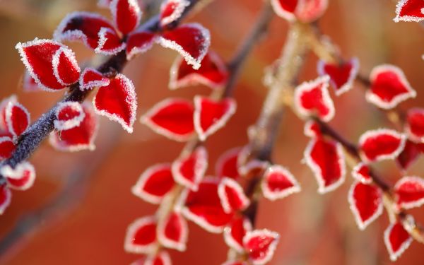 blade, mad, natur, rød, afdeling, frost