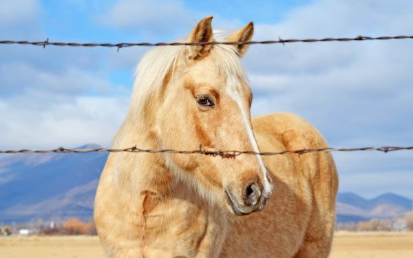 dieren,paard