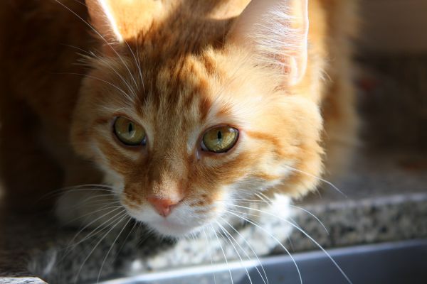 copains,Orange,vert,chat,les yeux,Recherche le plus grand