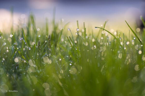 water,natuur,gras,fotografie,zonlicht,veld-