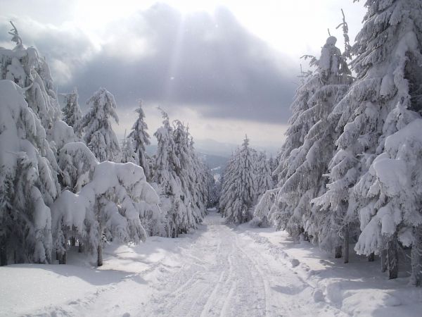 landskap,skog,natur,snø,vinter,Alpene