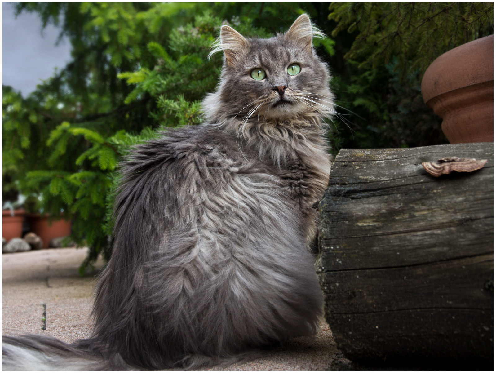 Haustier, Tier, Katze, Garten, katzenartig, Chat, Kitty, Gato, Katze, Garten, Haustier, Kater, Tier, Fynn, Langhaarig, Langhaarkatze, Fynnegan