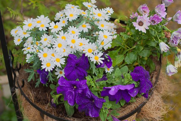 été, fleurs, lumière, blanc, maison, humide