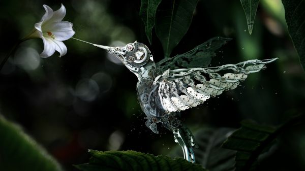 flowers,humming bird,1920x1080 px,bokeh,edited,leaves