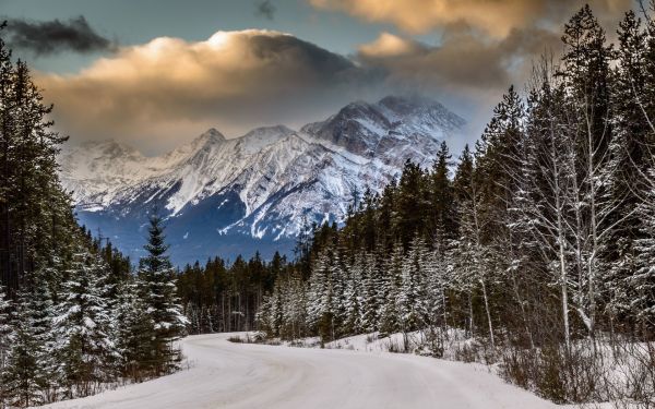 景观,森林,山,性质,雪,冬季