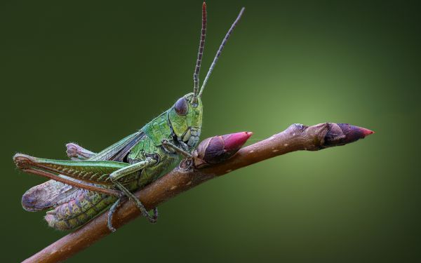 makro,doğa,böcek,Şube,çekirge,alan derinliği