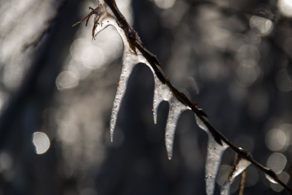 lumina soarelui,natură,reflecţie,zăpadă,iarnă,monocrom