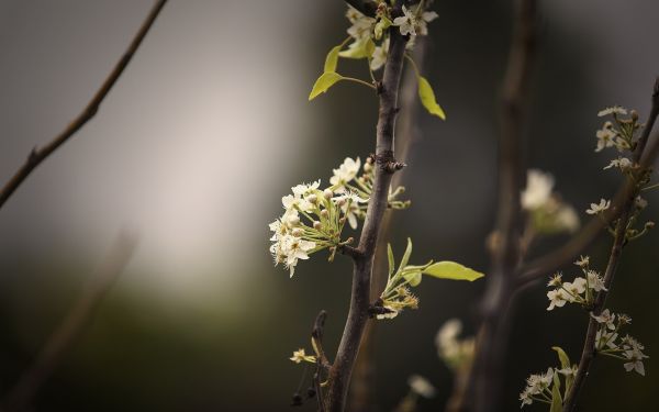 natureza,Plantas,Flores,ramo