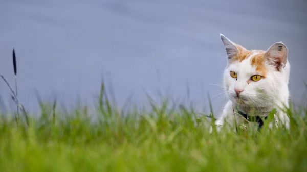 kat,gezicht,gevlekt,gras,uitkijken