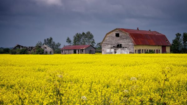 gul,landskab,himmel,Mark,hus,gård