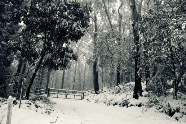 Landschaft,Wald,Bäume,Natur,Winter,Gebüsch