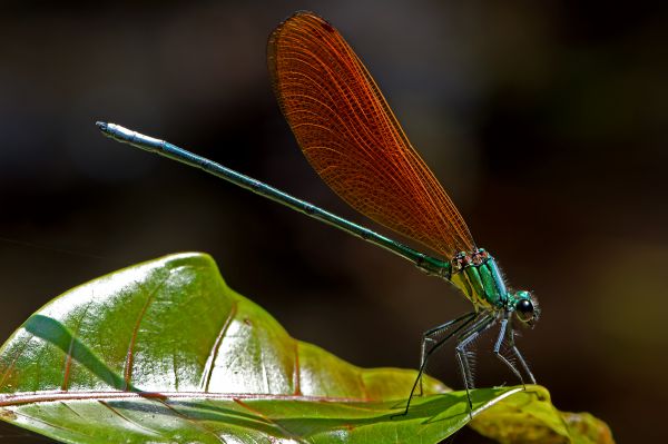 macro,natuur,dier,insect,Thailand,dieren in het wild