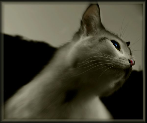 blanc, noir, chat, animaux, Monochrome, portrait