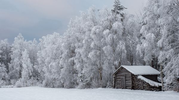 himmel,växt,snö,moln,Natural landscape,naturlig miljö