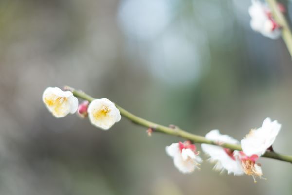 Japon,aliments,la nature,branche,fruit,fleur