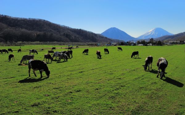 paisaje, desierto, Animales, colina, campo, vaca