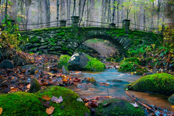 厂,水,绿色,Natural landscape,fluvial landforms of streams,叶