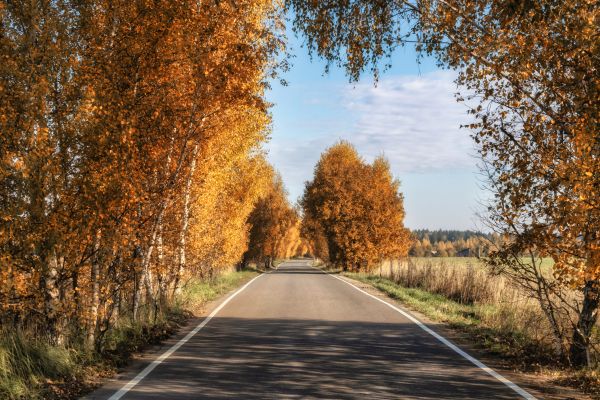 plantar,céu,folha,nuvem,superfície da estrada,ambiente natural