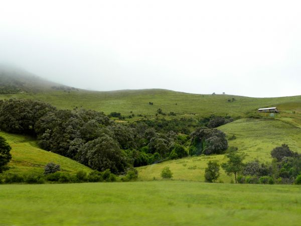 Landschaft, Hügel, Natur, Feld, Bäume, Gras