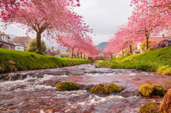 jardín,parque,puente,río,flor de cerezo,flor