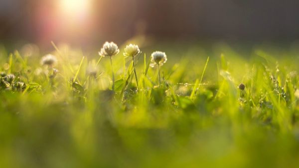 Sonnenlicht,Gras,Fotografie,Wasser,Natur,Feld