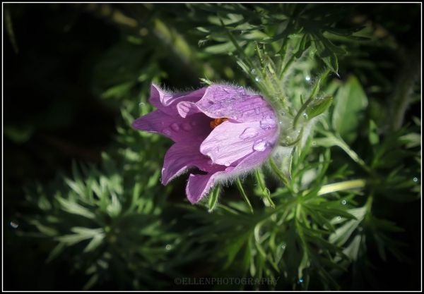 lys,sort,natur,have,blomst,licht