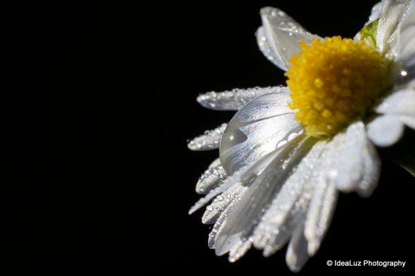 life,light,portrait,Sun,white,plant