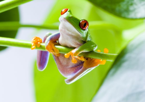 hijau,katak,amfibi,Red Eyed Pohon Frogs,daun,bunga