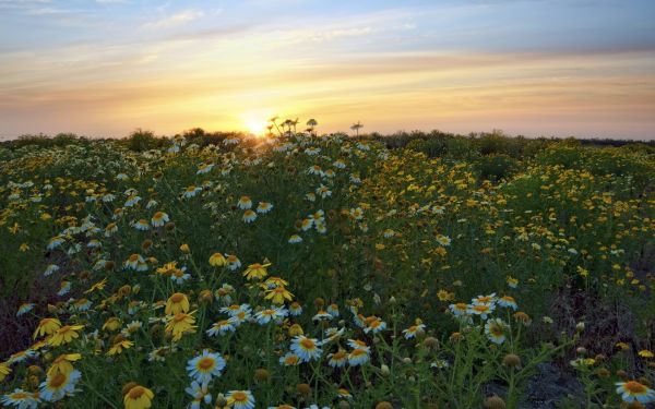 luz solar,panorama,Pôr do sol,natureza,Flores,Colina