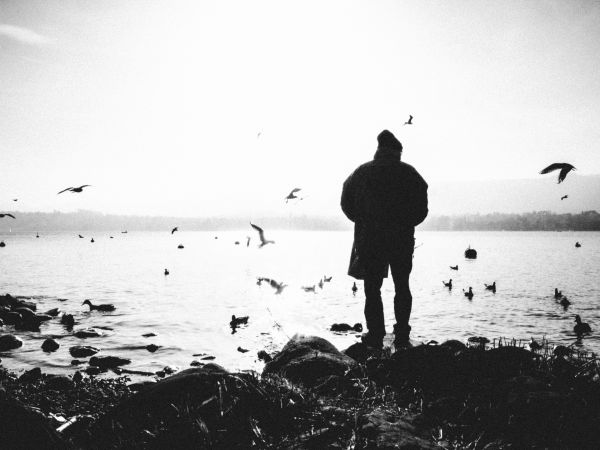 contraste,blanco,negro,aves,monocromo,mar