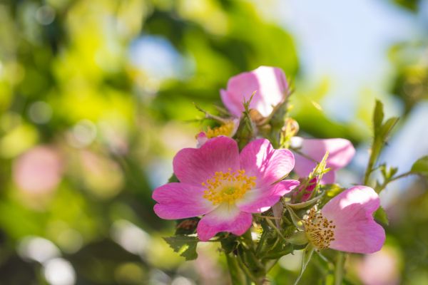 światło słoneczne,Natura,Makro,gałąź,Róża,kwitnąć