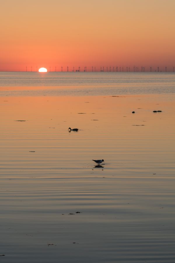 puesta de sol,mar,agua,reflexión,apuntalar,arena