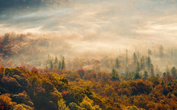 1920x1200 px,Farbe,Herbst,fallen,Nebel,Wald