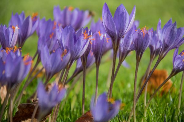 jardin, la nature, champ, crocus, Iris, l'automne