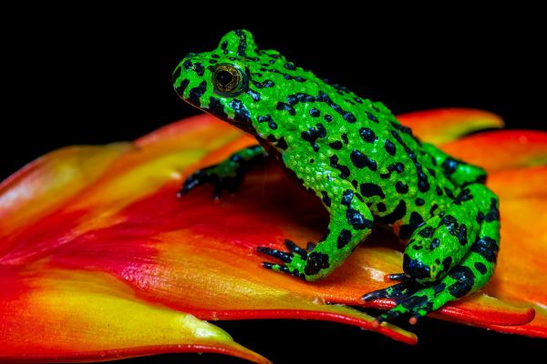 Pflanze,Frosch,Kröte,poison dart frog,True frog,Organismus