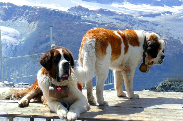 St bernards, Hunde, Berge, Schnee, rescuers