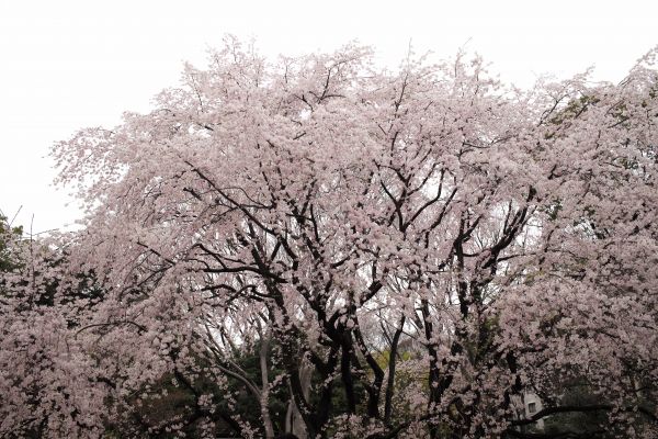 Japon,branche,fleur de cerisier,fleur,printemps,Leica