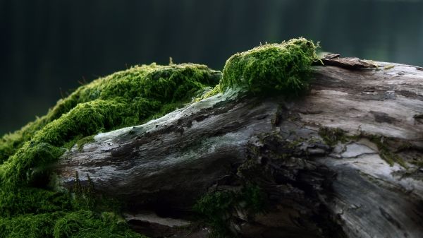 landscape,tree stump,rock,grass,moss,branch