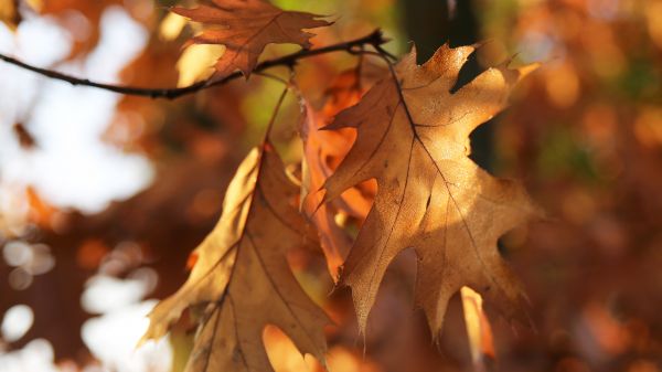 leaf,brown,flower,plant,twig,branch