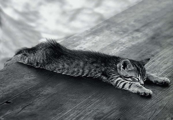 zwart,kat,monochroom,staart,dieren in het wild,fotografie