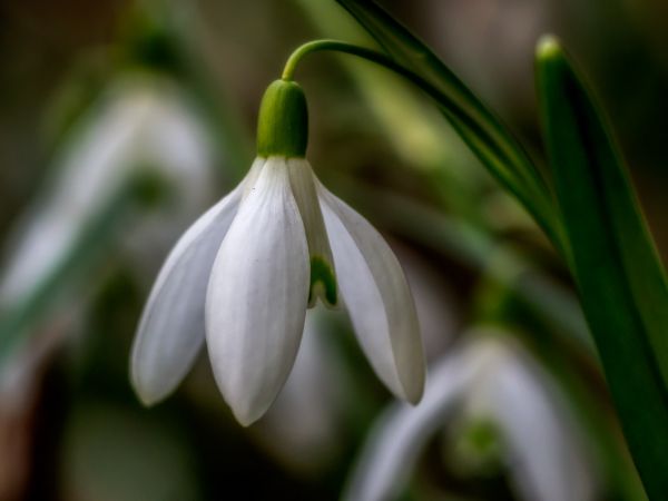 biały, Makro, Zielony, Bokeh, wiosna, kwiat