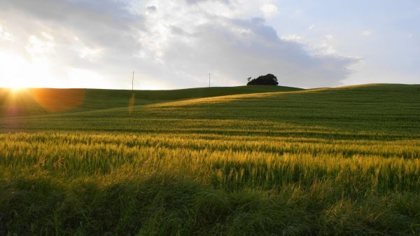 1920x1080 px, Campos, terra, Paisagens, natureza, Pôr do sol