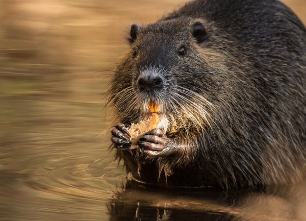 cicavce,s ugetiere,zvieratá,zver,Nutria,voda