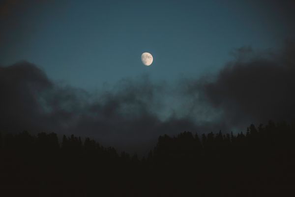 des nuages,Lune,la nature,pins,forêt,clair de lune